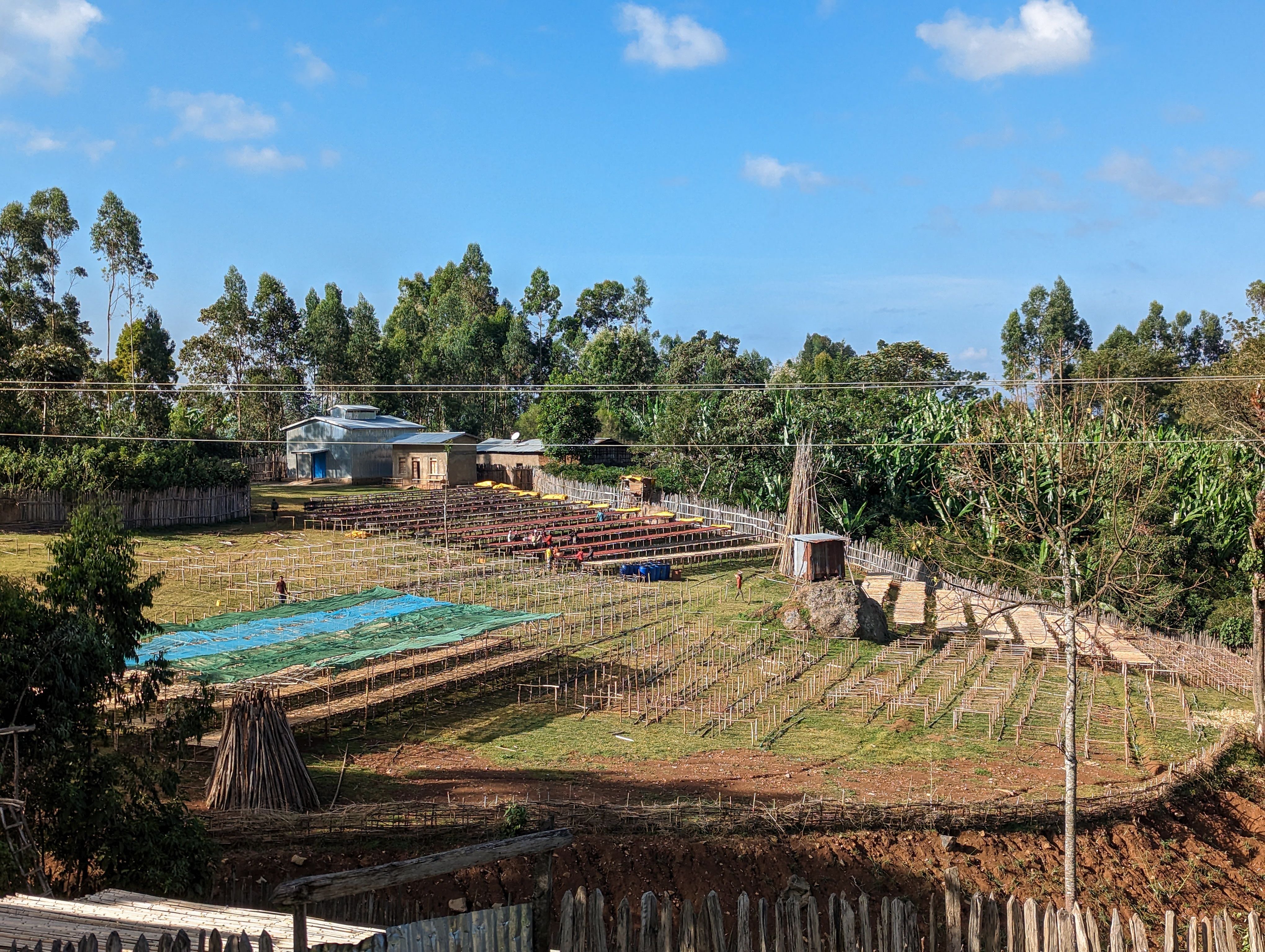 Basha Bekele - Ethiopia - Image 3