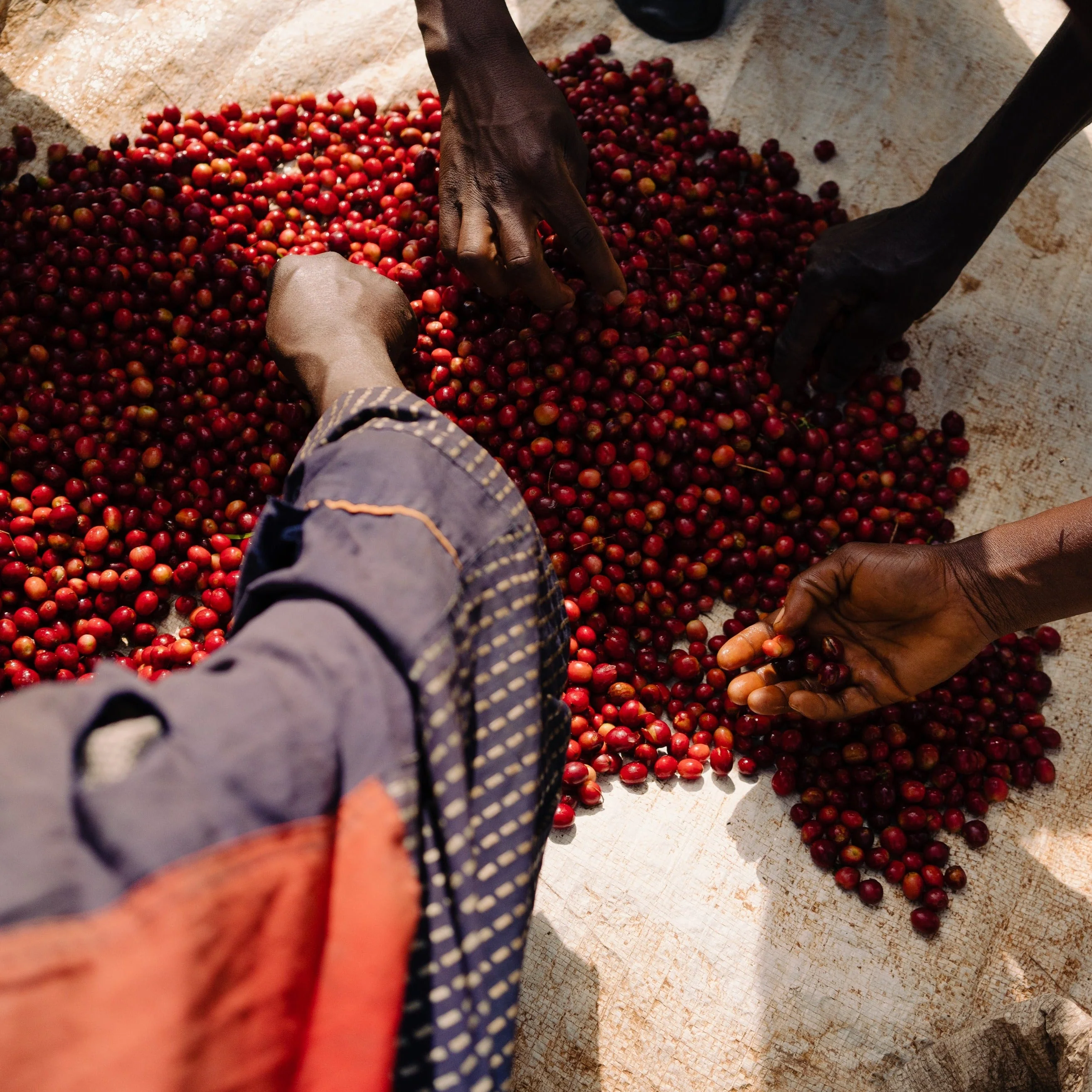 Bumba Hill - Burundi Honey Bourbon - Image 2