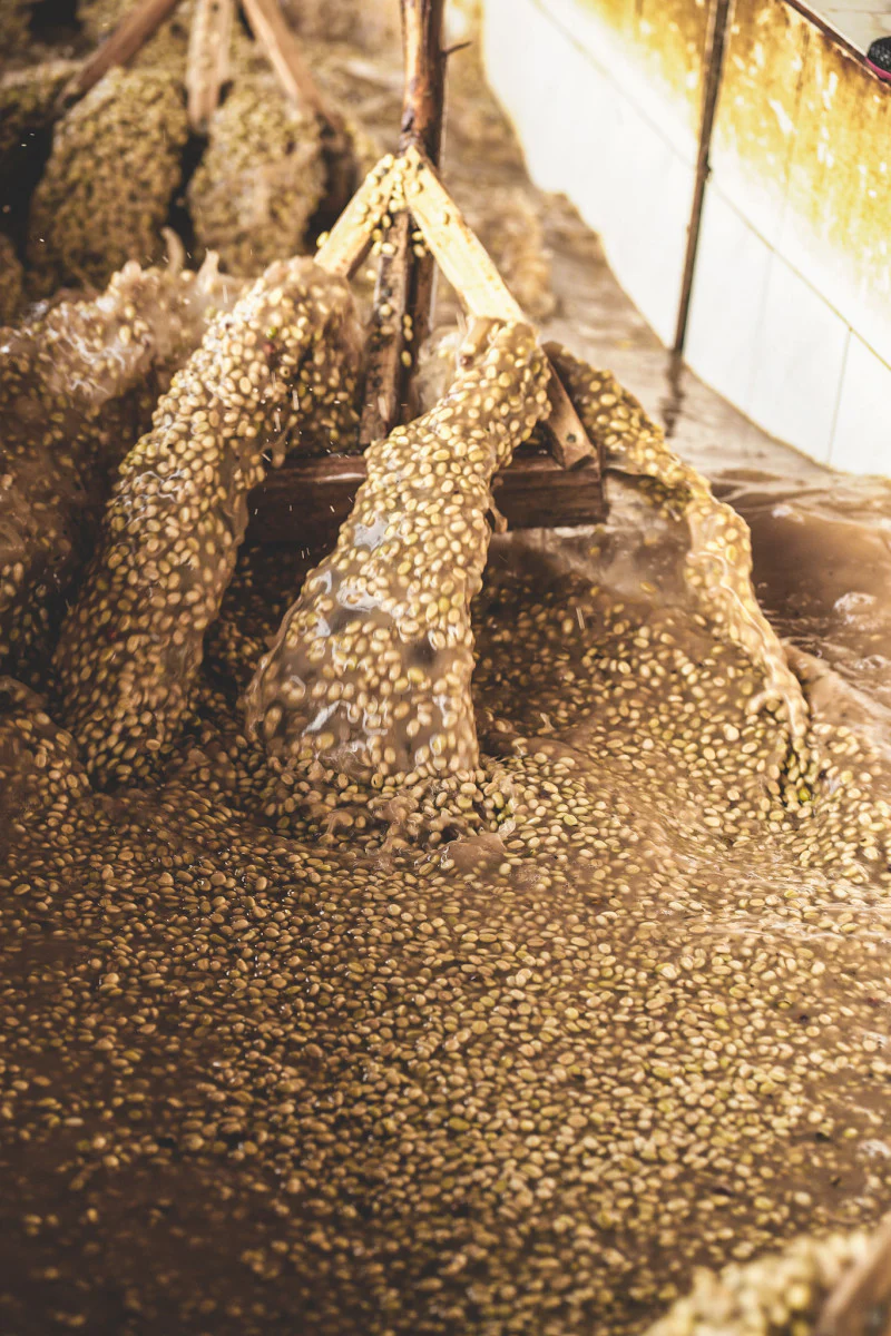 Chelbesa One - Washed Landrace - Image 3