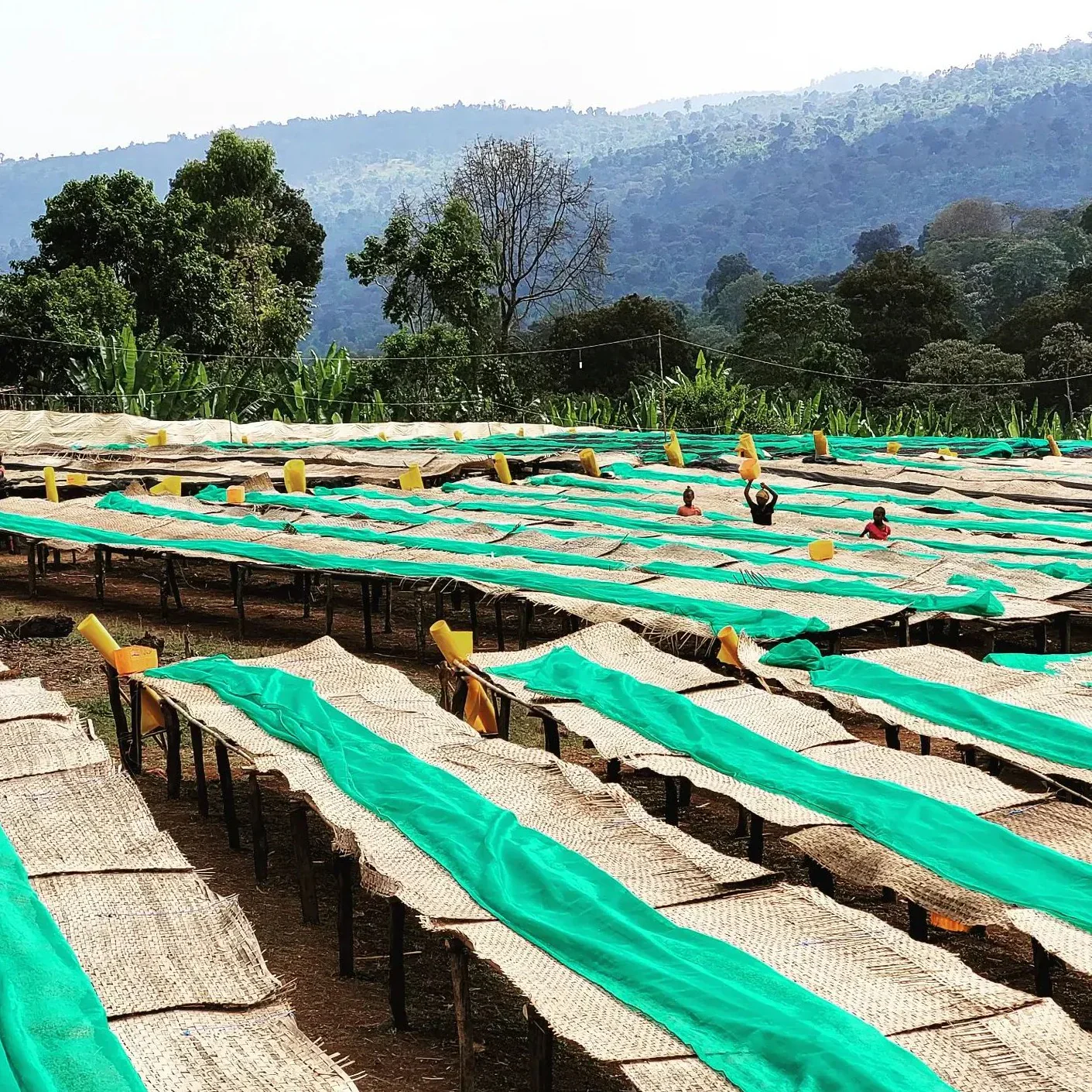 Danche - Ethiopia Hydro Honey (Extra-Light) - Image 2