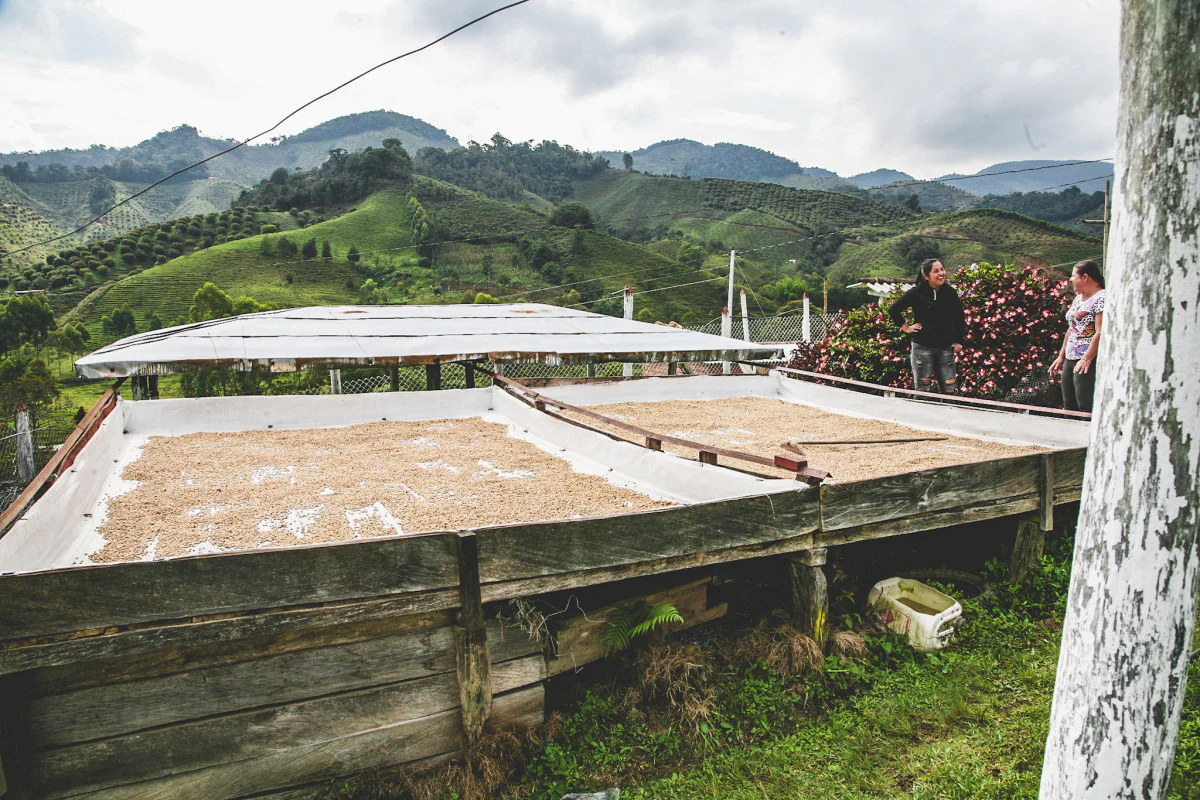 David Berrio  - Colombia Chiroso - Image 2