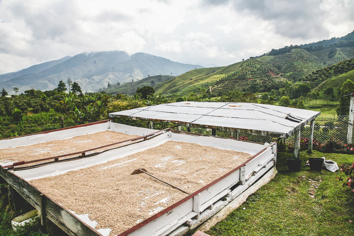 David Berrio  - Colombia Chiroso - Image 3