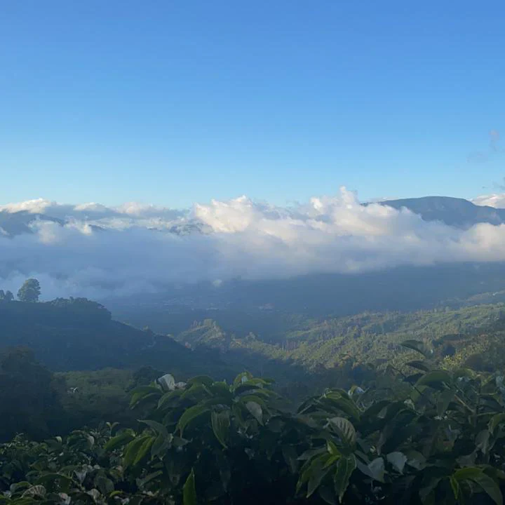 Don Mariano - Costa Rica SL28 & Geisha - Image 2