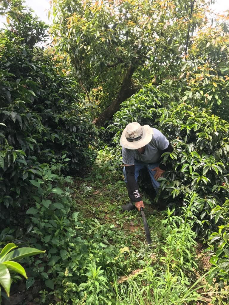 Don Mariano - Costa Rica SL28 & Geisha - Image 4