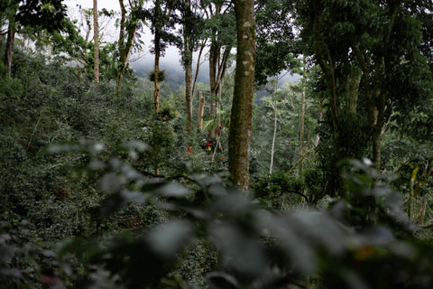 El Burro Lot 16 - Panama (Extra-Light) - Image 4