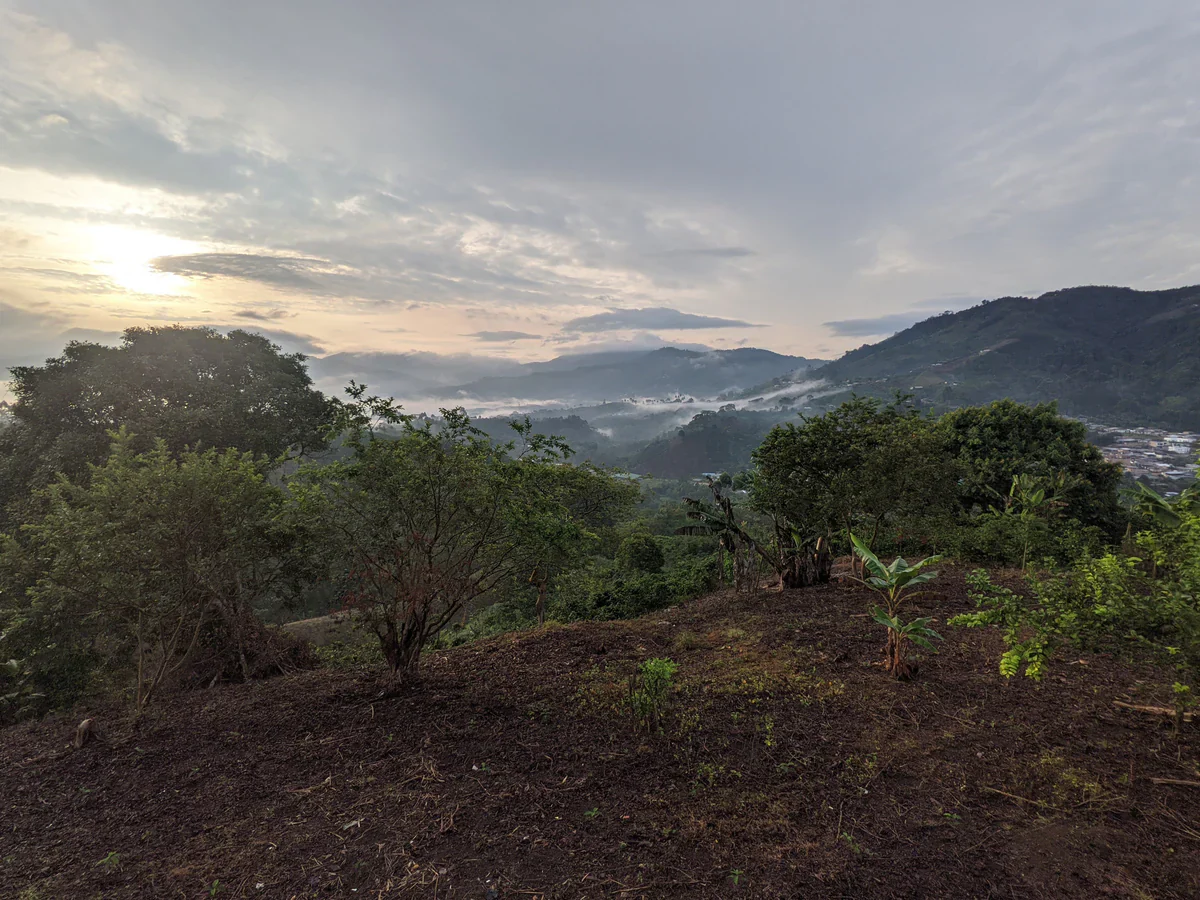 El Rubí Sidamo - Image 3