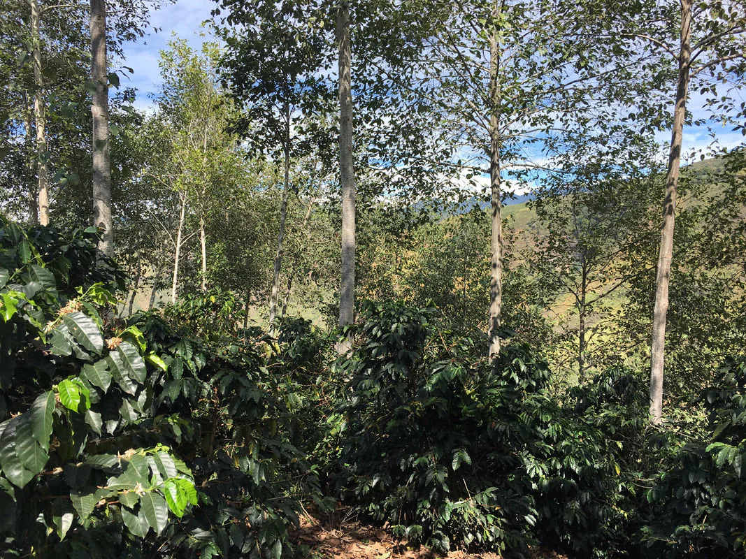 (Extra-Light) Pepe Jijon - Ecuador Geisha - Image 3