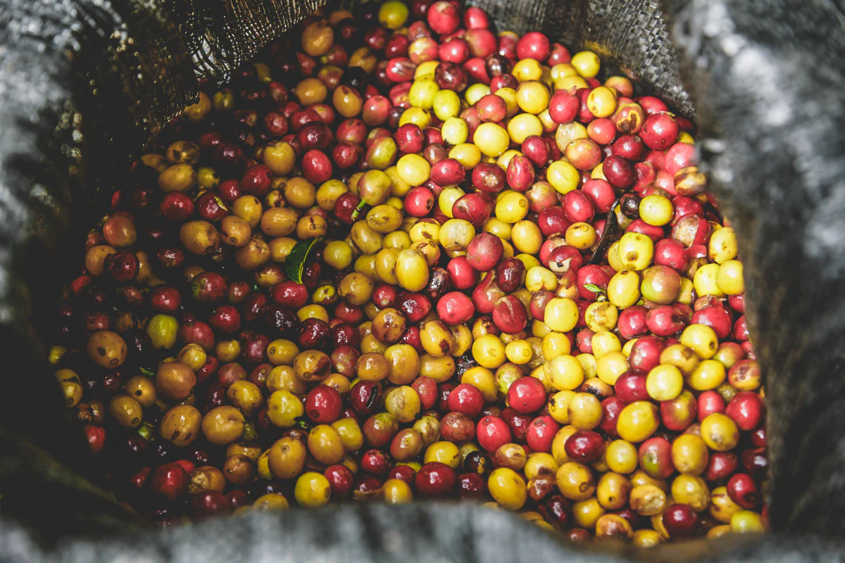 Finca La Concepción - Colombia - Image 3