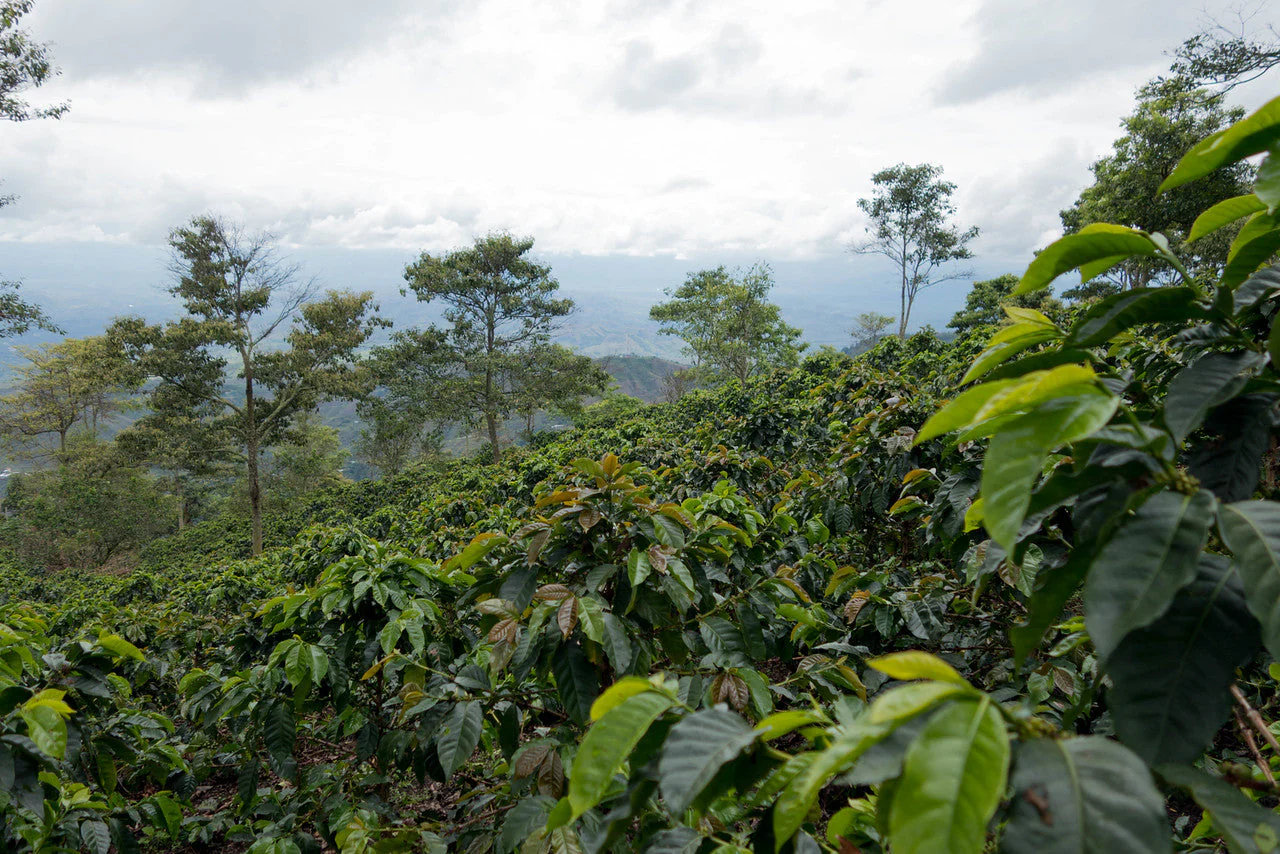 Frank Torres - Colombia Sidra - Image 2