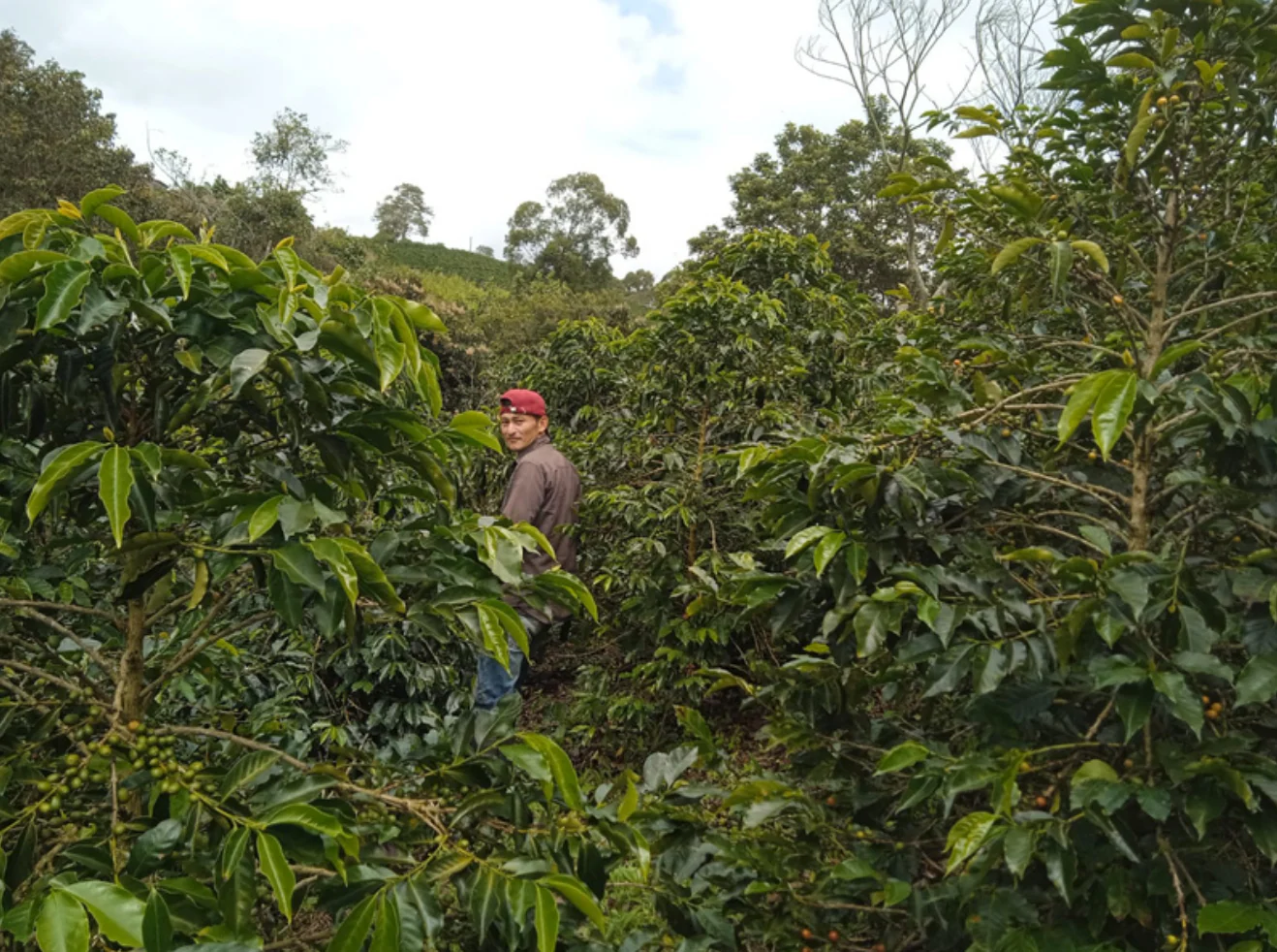 Gelver Cuenca - Image 2