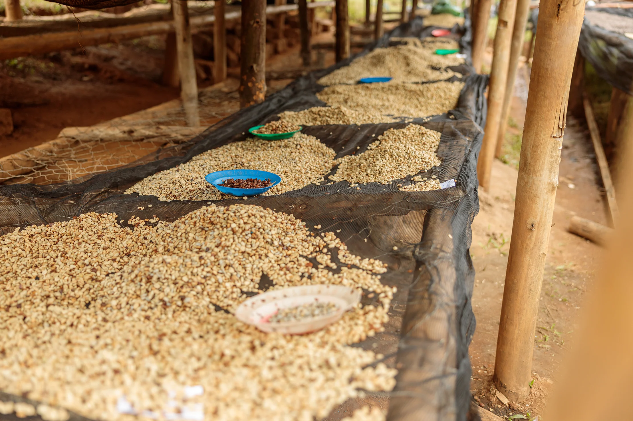 Giko Hill - Rwanda Bourbon - Image 3