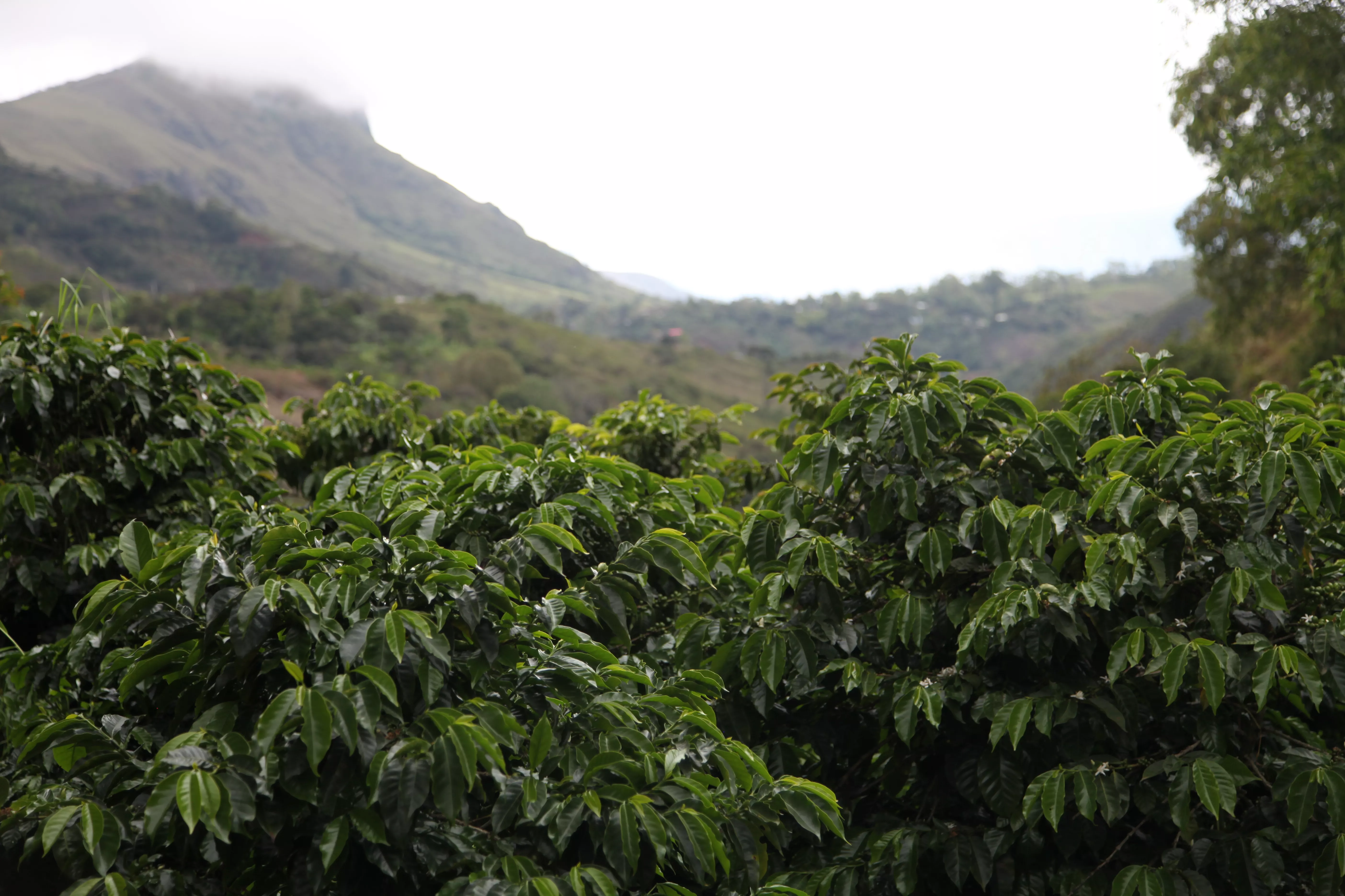 Huver Castillo - Colombia Geisha - Image 2