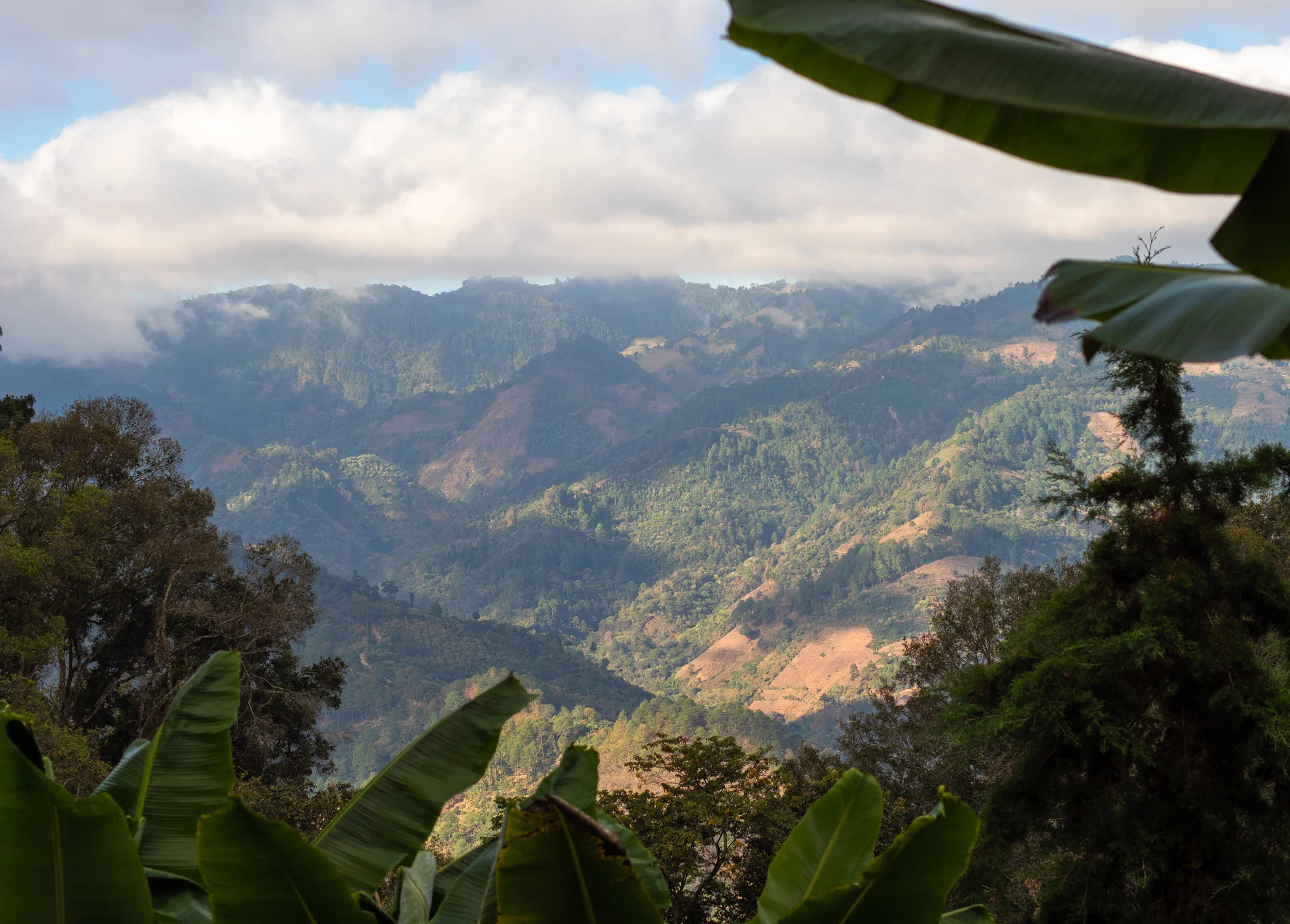 Irineo Ramirez - Guatemala Espresso - Image 4