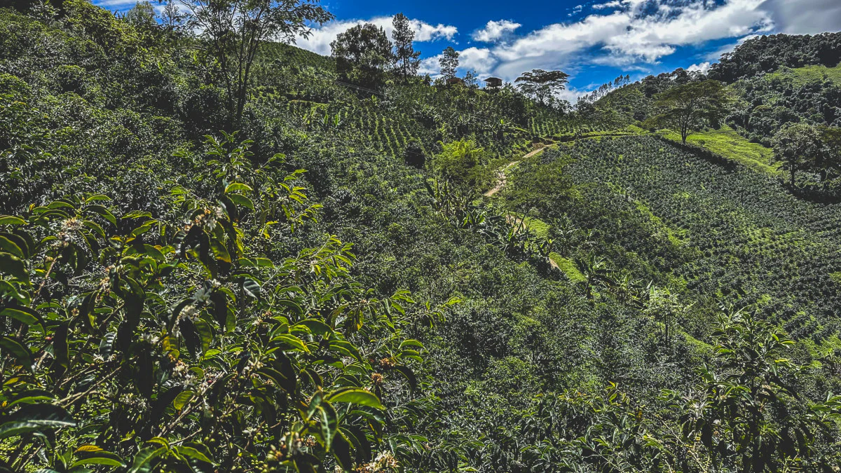 Jorge Rojas - Colombia Honey Bourbon - Image 2