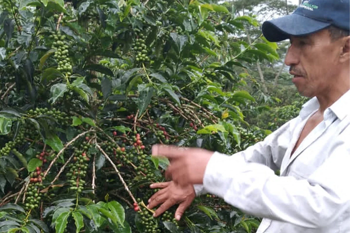 Jose Martinez - Colombia (Extra-Light) - Image 2