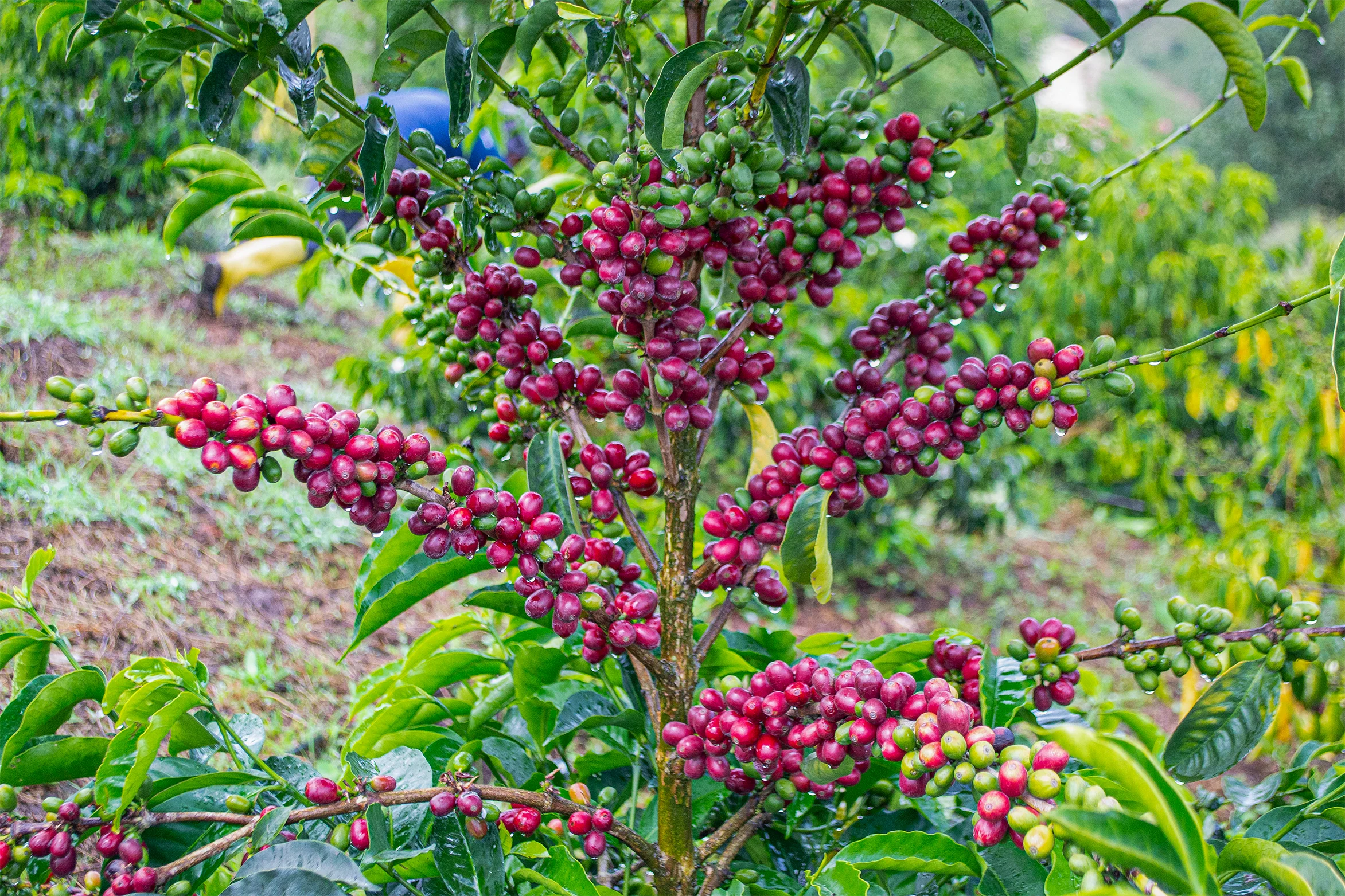 Juan Peña - Reserve Typica - Image 2