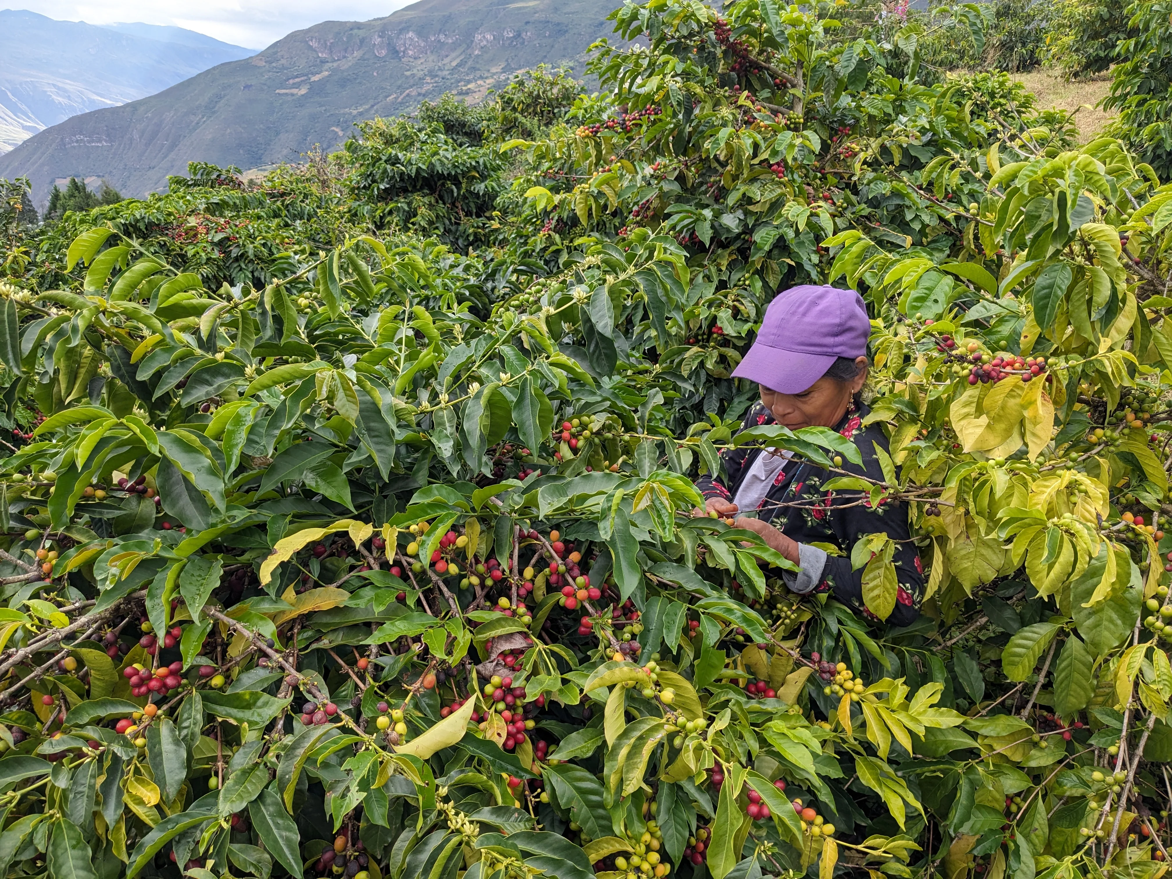 Juan Peña - Reserve Typica - Image 3