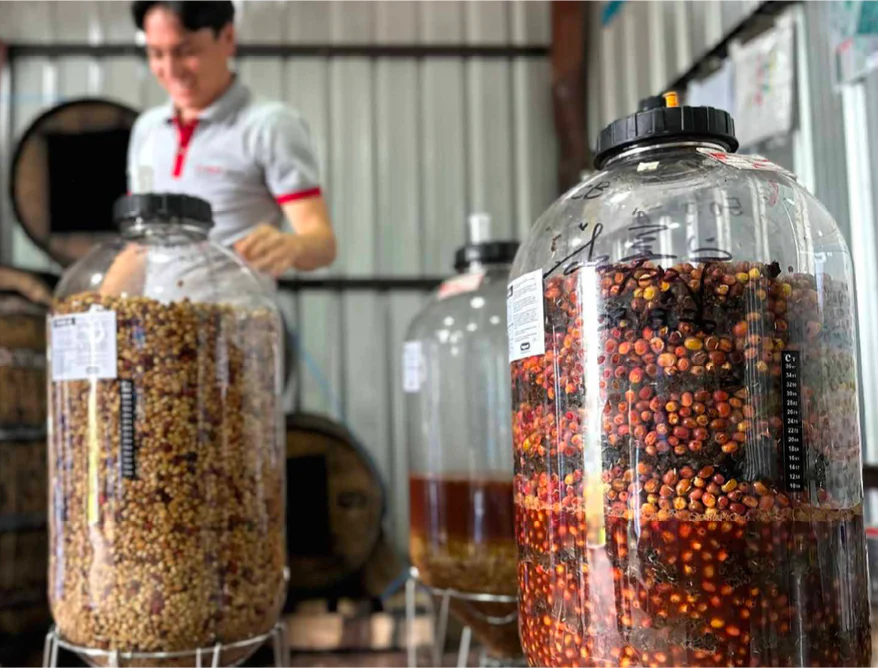 Juan Peña - Ecuador Yeast Inoculated Typica - Image 2