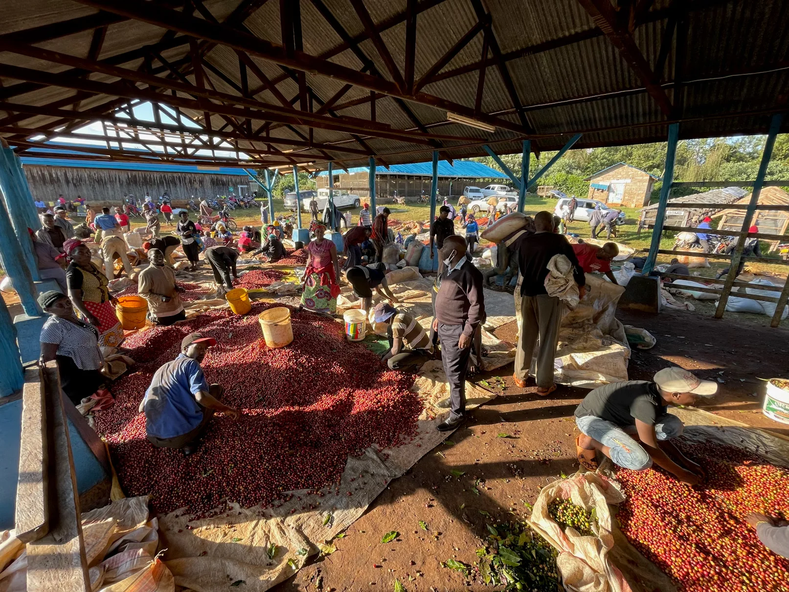 Karimikui AA - Kenya - Image 2