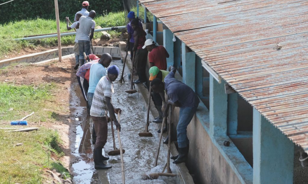 Karimikui AA - Kenya - Image 3
