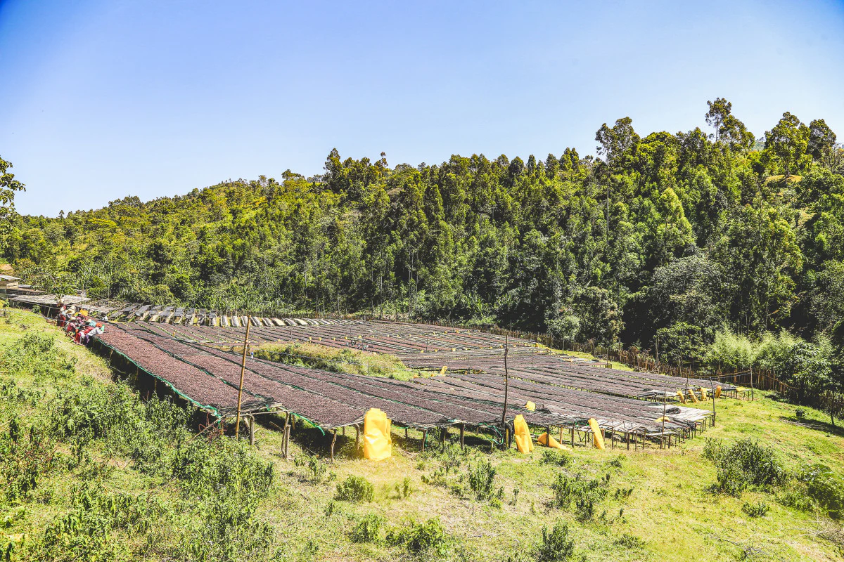 Keramo - Ethiopia - Image 2
