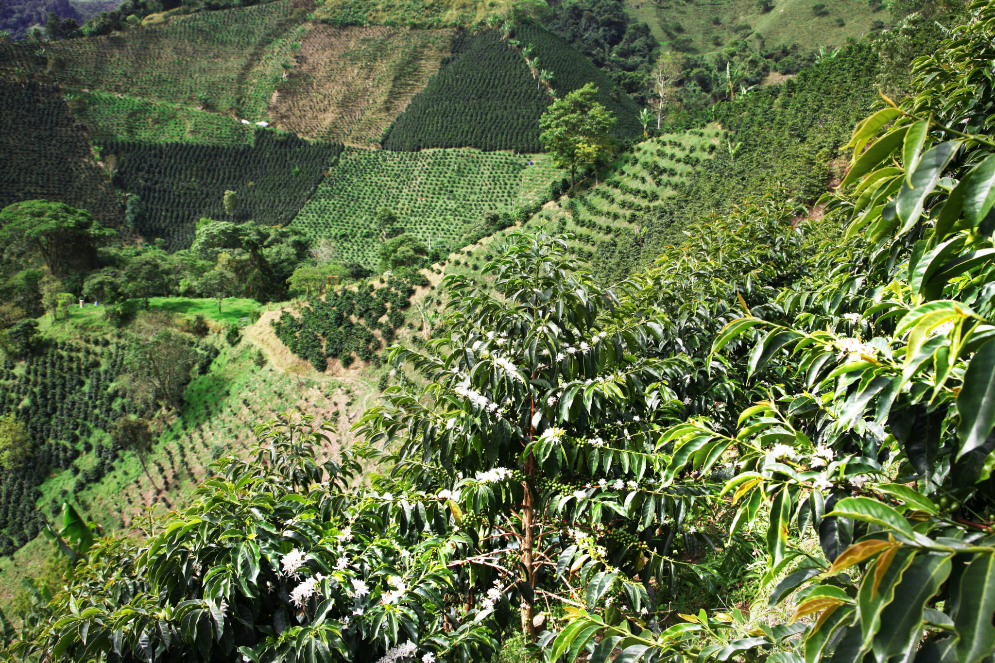 Las Perlitas - Colombia Pink Bourbon - Image 2