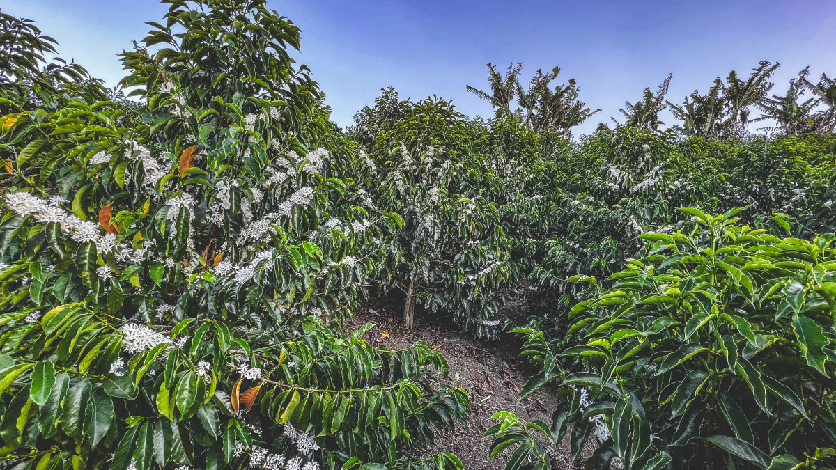 Luis Eduardo - Colombia Chiroso - Image 3