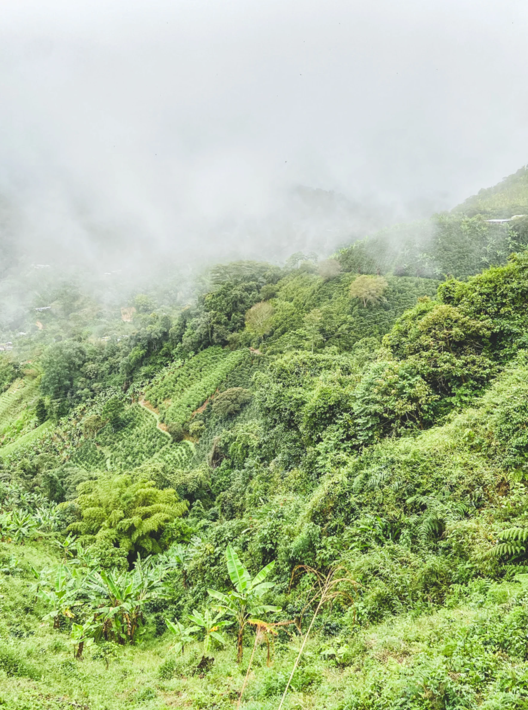 Luis V. Hernandez - Colombia - Image 3