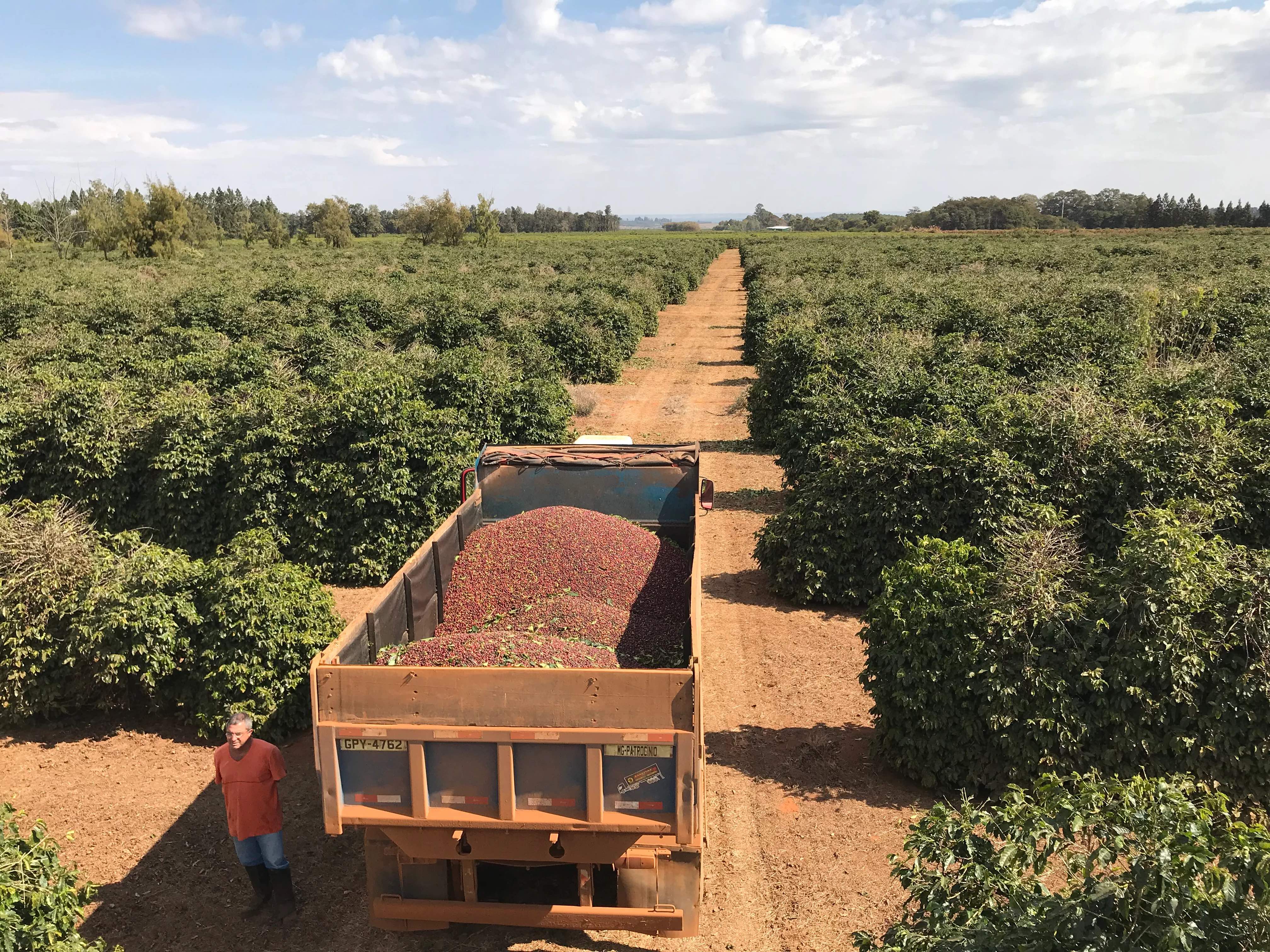 Daterra Milk Espresso - Brazil - Image 3