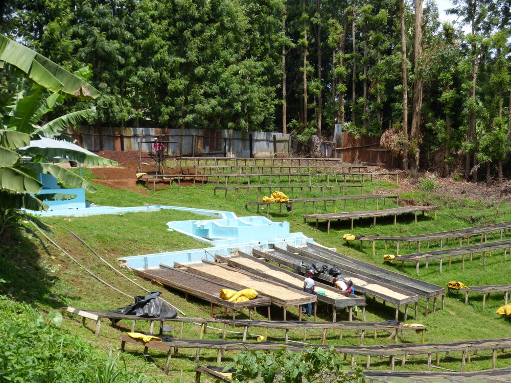 Muchagara AA - Kenya - Image 2