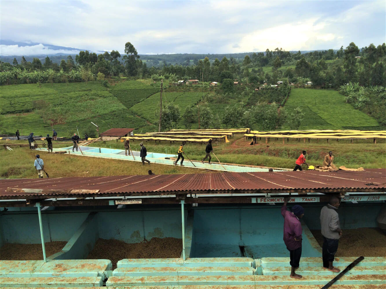 Muchagara AA - Kenya - Image 3