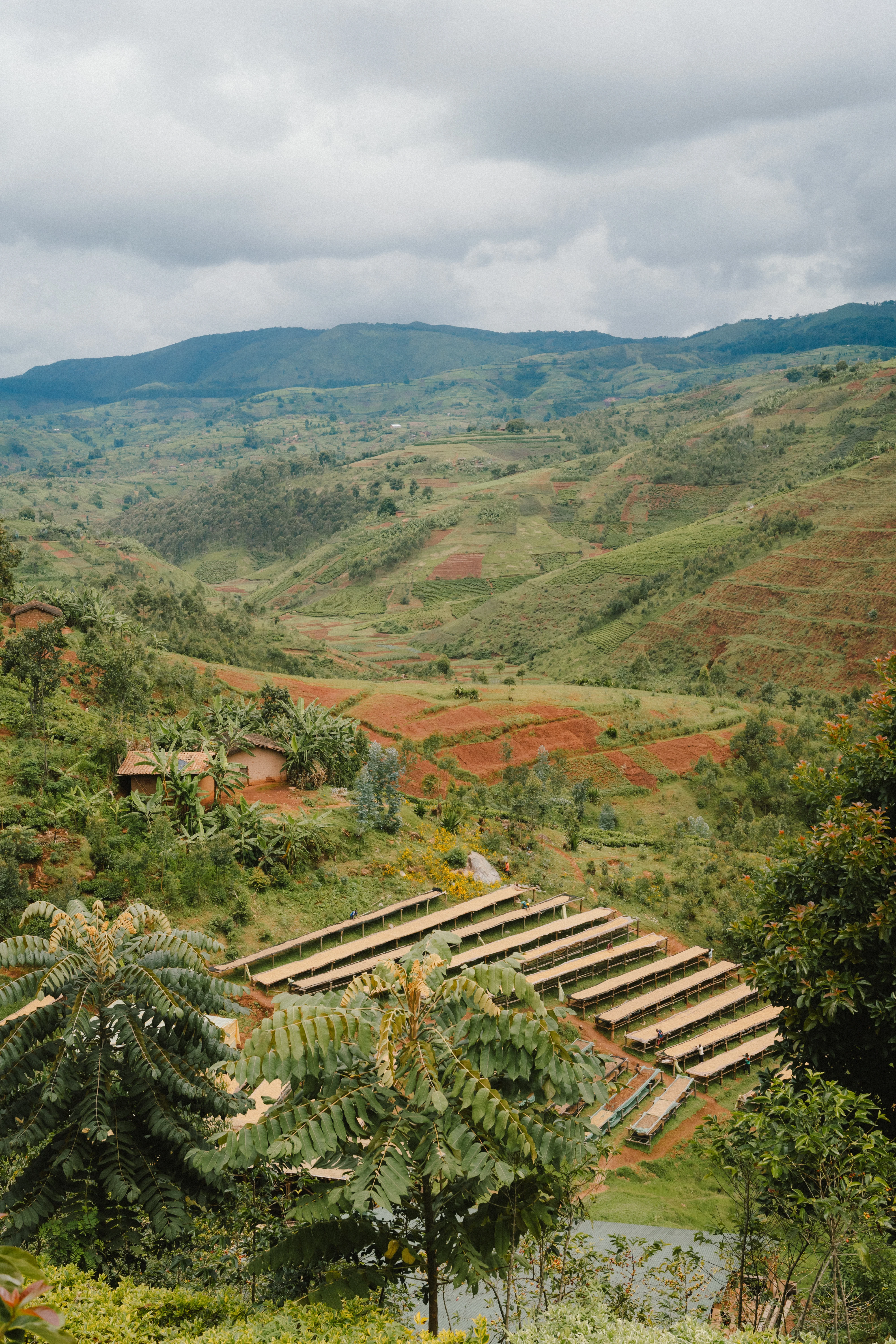Mutana Hill - Burundi 2025 (Extra-Light) - Image 2
