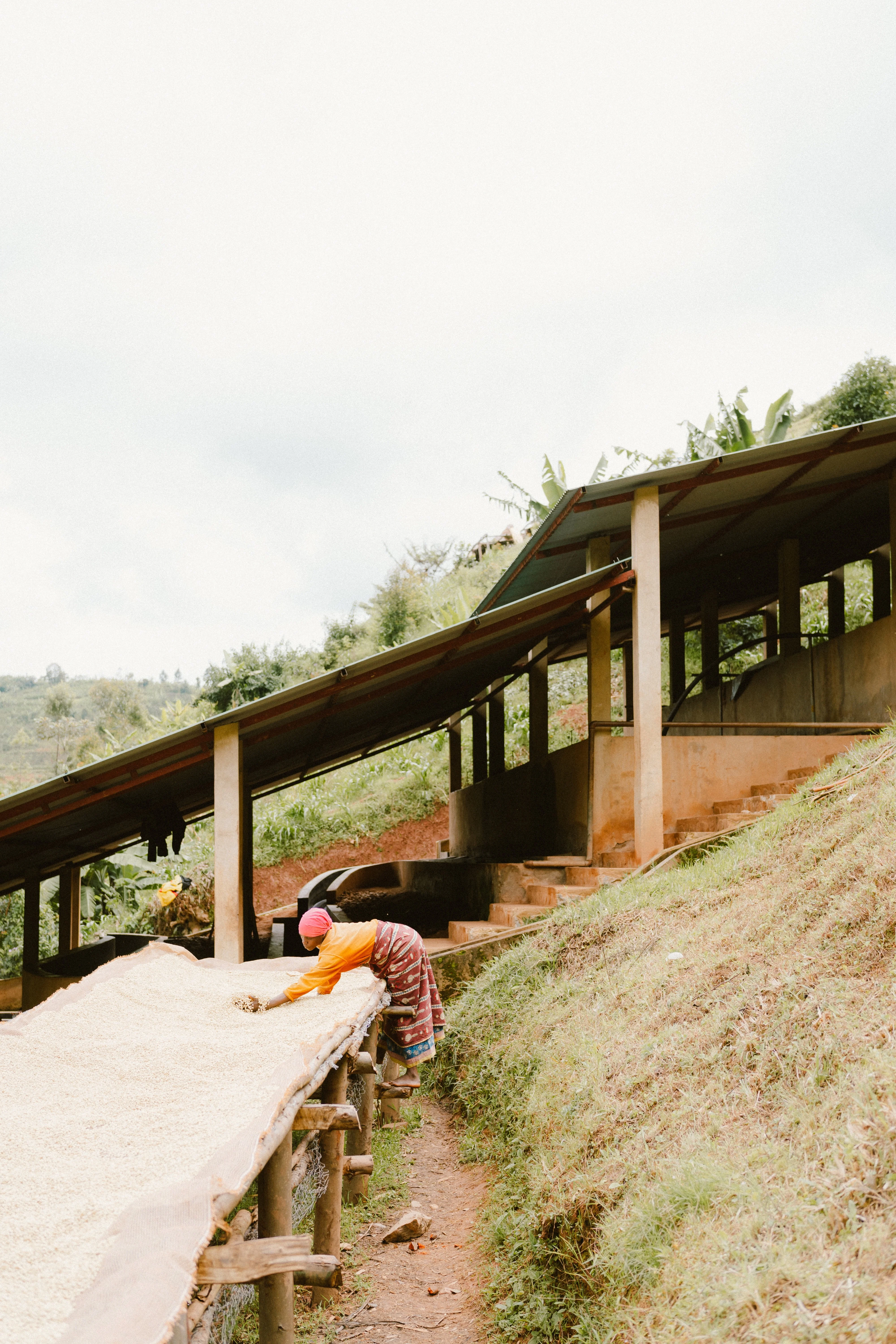 Mutana Hill - Burundi 2025 (Extra-Light) - Image 4