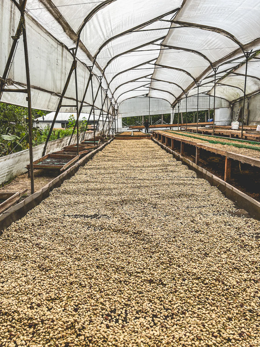 Sebastian Garcés - Ecuador Pacamara - Image 4