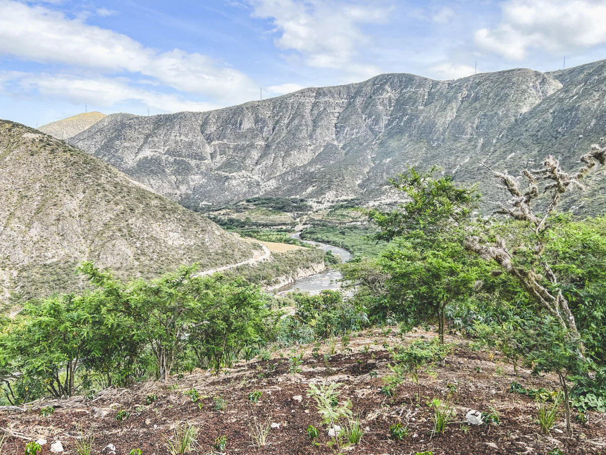 Sebastian Garcés - Ecuador Pacamara (2025) - Image 2