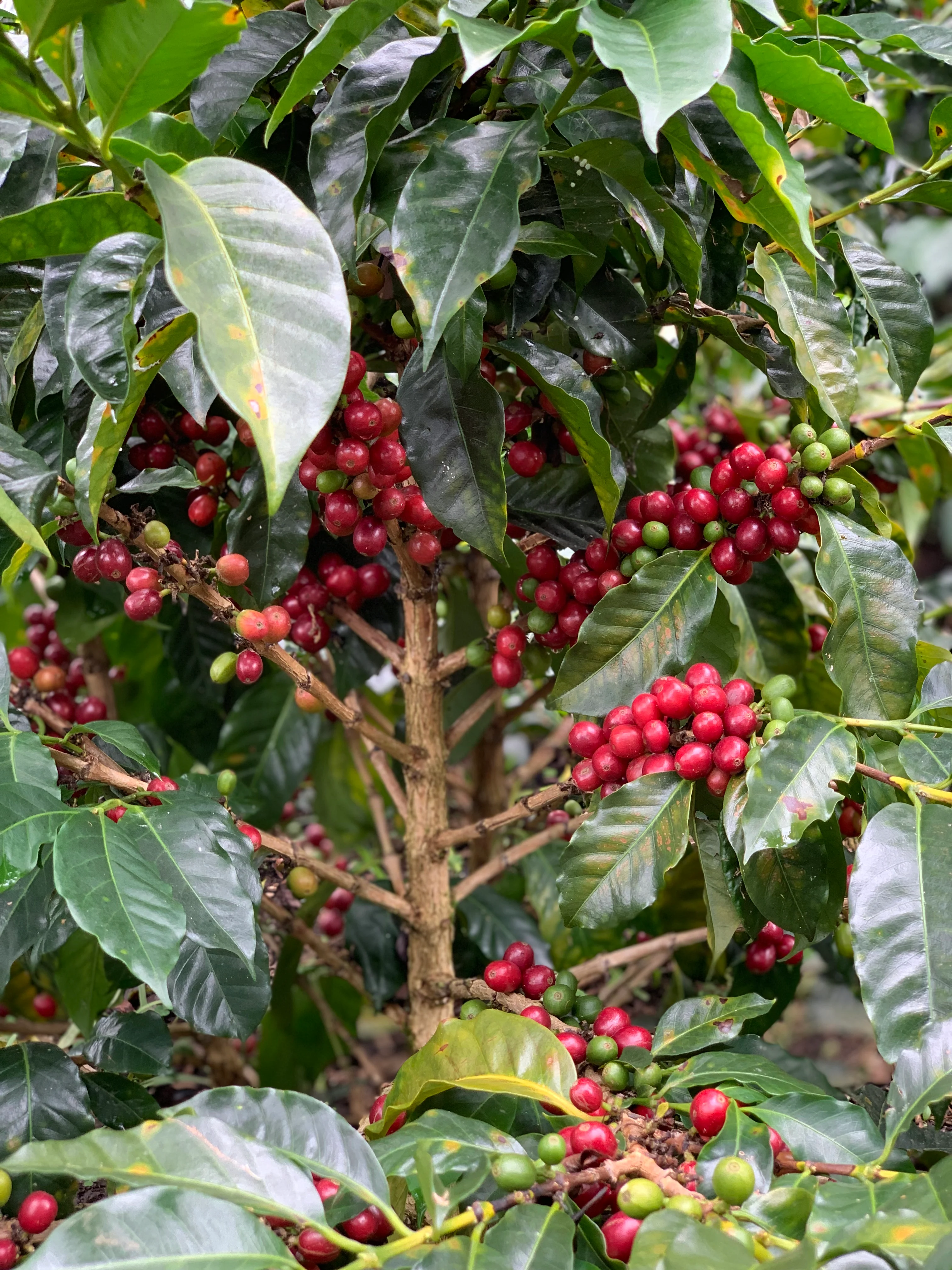 Segundo Urbano - Colombia Pink Bourbon - Image 3