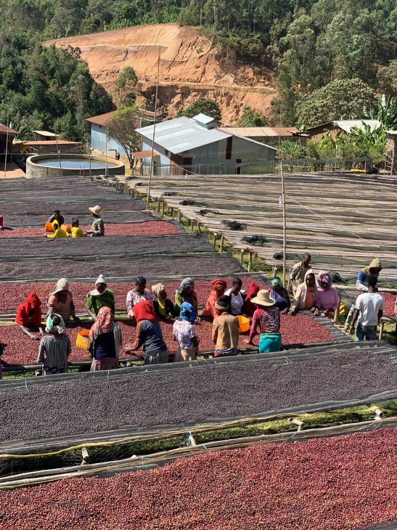 Tariku Kare - Ethiopia - Image 3