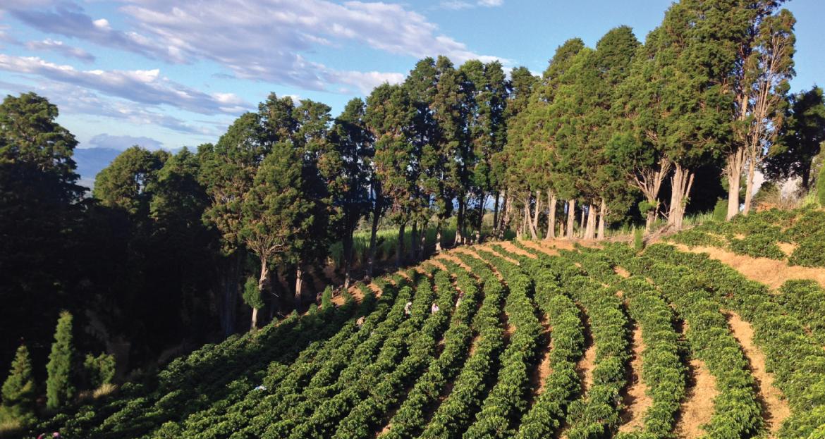 Vanilla Orchard - Anaerobic Natural Geisha - Image 3
