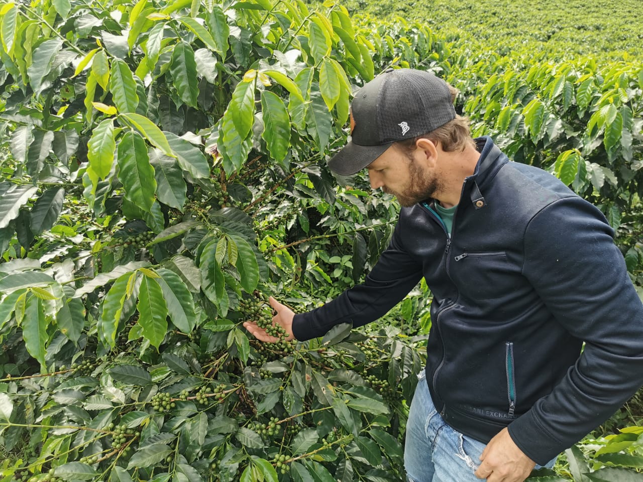White Honey - Colombia Geisha - Image 3