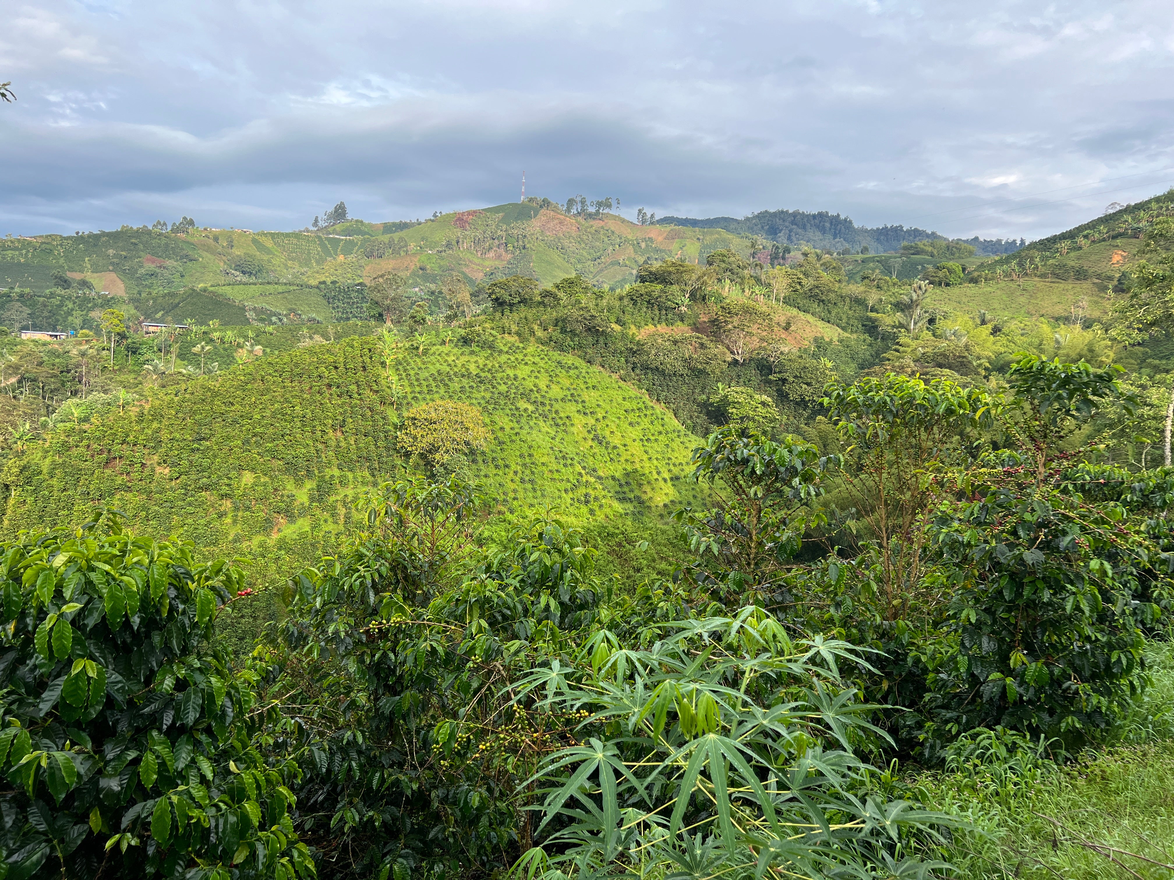 Wilder Lasso - Colombia Chiroso - Image 3