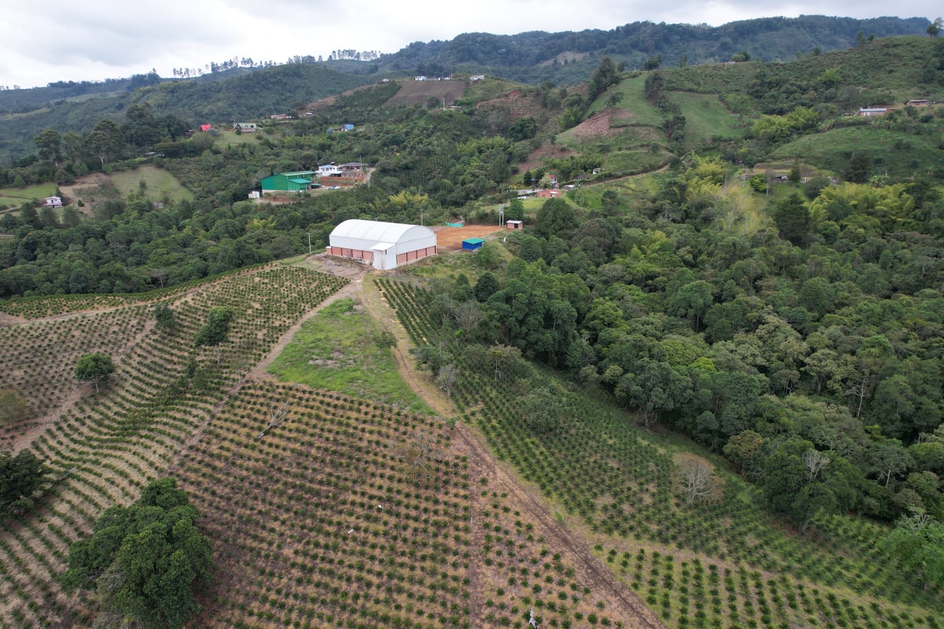 Wilton Benitez - Colombia Gesha - Image 2